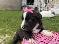 Zada, a female Australian Shepherd and Border Collie for sale in Athens, WI – 2 of 10