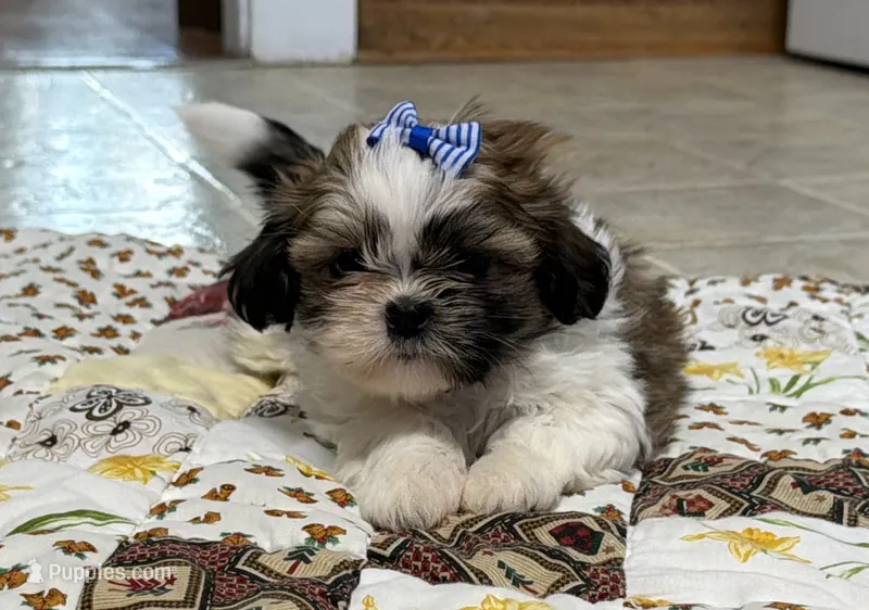 Firecracker – Shih Tzu puppy for sale in Athens, WI