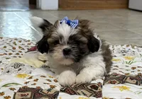 Firecracker, a female Shih Tzu for sale in Athens, WI – 1 of 10