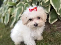 Carrie, a female Maltipoo for sale in Athens, WI – 2 of 10