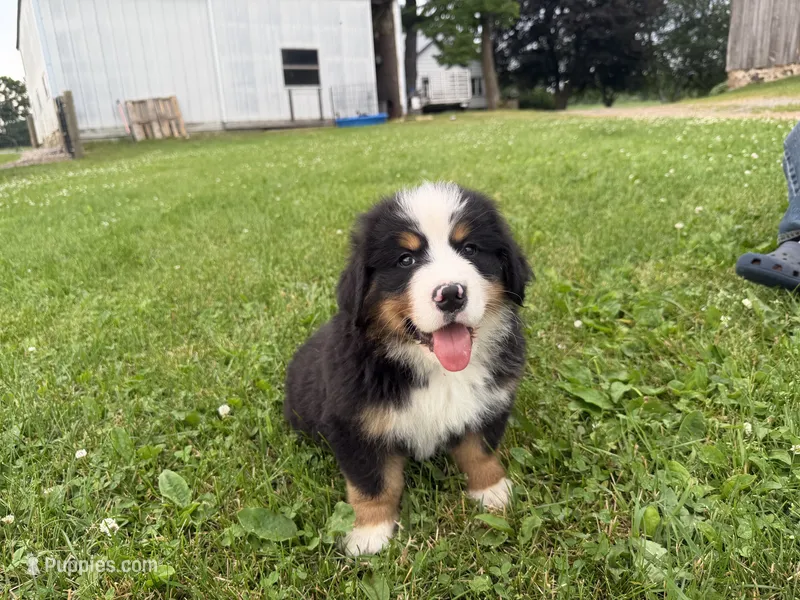 AKC Gill – Bernese Mountain Dog puppy for sale in Athens, WI
