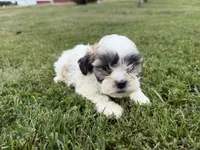 Whitey, a male Bichon Frise and Shih Tzu for sale in Athens, WI – 7 of 10
