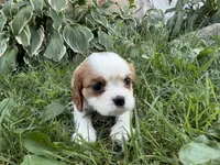 AKC Beth, a female Cavalier King Charles Spaniel for sale in Athens, WI – 7 of 10