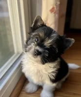 Saru, a male Biewer for sale in Winston-Salem, NC – 3 of 3