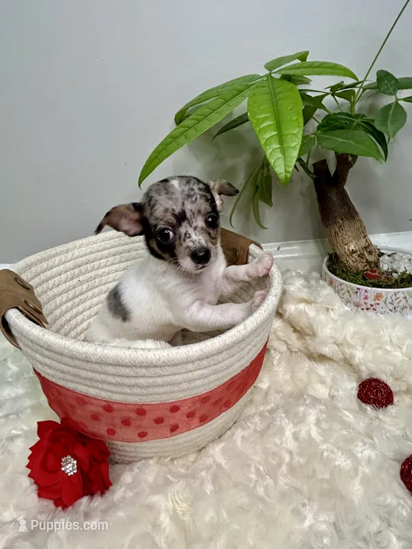 Europa – Chihuahua puppy for sale in Winston-Salem, NC