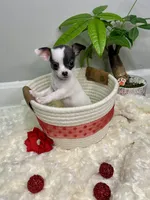 Callisto , a female Chihuahua for sale in Winston-Salem, NC – 7 of 9