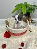 Callisto , a female Chihuahua for sale in Winston-Salem, NC – 2 of 9