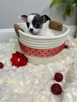 Callisto , a female Chihuahua for sale in Winston-Salem, NC – 6 of 9