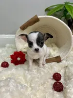 Callisto , a female Chihuahua for sale in Winston-Salem, NC – 8 of 9