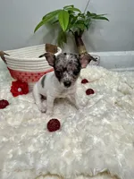 Europa, a female Chihuahua for sale in Winston-Salem, NC – 5 of 6