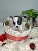 Callisto , a female Chihuahua for sale in Winston-Salem, NC – 5 of 9