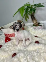 Europa, a female Chihuahua for sale in Winston-Salem, NC – 3 of 6