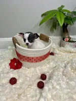 Callisto , a female Chihuahua for sale in Winston-Salem, NC – 3 of 9
