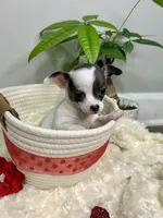 Callisto , a female Chihuahua for sale in Winston-Salem, NC – 9 of 9