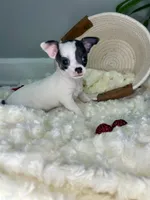 Callisto , a female Chihuahua for sale in Winston-Salem, NC – 4 of 9