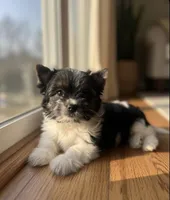 Saru, a male Biewer for sale in Winston-Salem, NC – 2 of 3