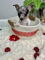 Europa, a female Chihuahua for sale in Winston-Salem, NC – 4 of 6