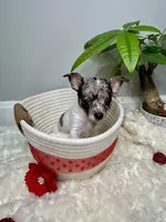 Europa, a female Chihuahua for sale in Winston-Salem, NC – 6 of 6