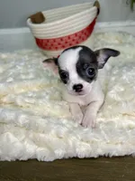 Callisto , a female Chihuahua for sale in Winston-Salem, NC – 1 of 9