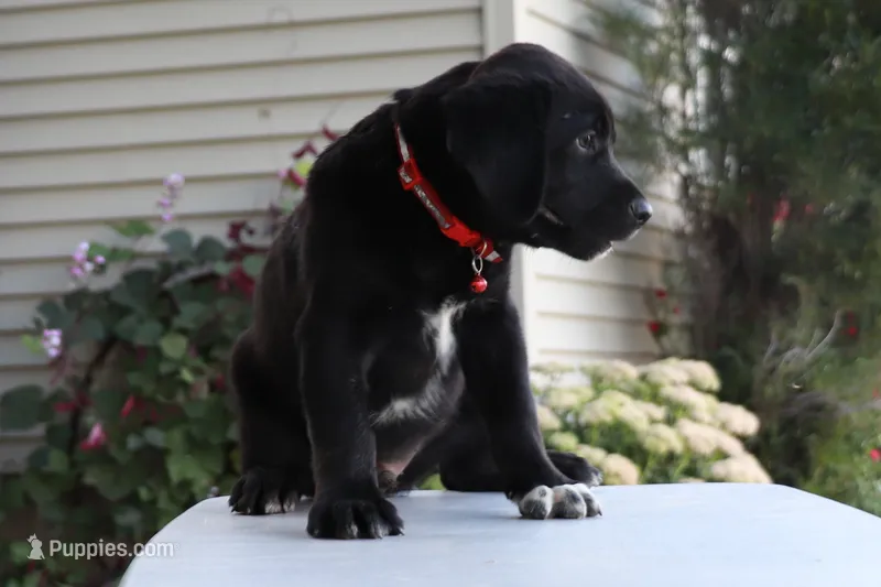 Red – German Shepherd Dog, Labrador Retriever puppy for sale in Nappanee, IN