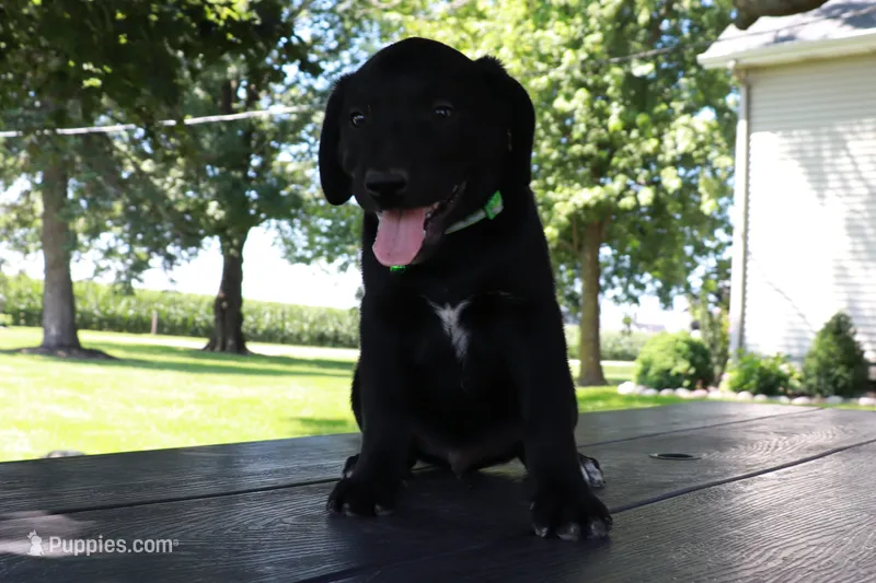 Green – German Shepherd Dog, Labrador Retriever puppy for sale in Nappanee, IN