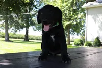 Green, a male German Shepherd Dog and Labrador Retriever for sale in Nappanee, IN – 1 of 4