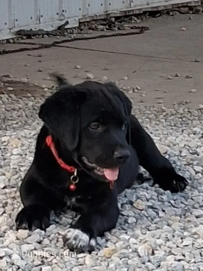 Red – German Shepherd Dog, Labrador Retriever puppy for sale in Nappanee, IN