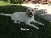 Thomas, a male German Shepherd Dog and Labrador Retriever for sale in Nappanee, IN – 5 of 5