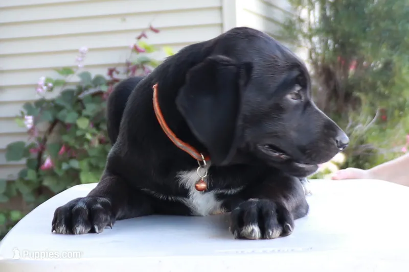 Orange – German Shepherd Dog, Labrador Retriever puppy for sale in Nappanee, IN