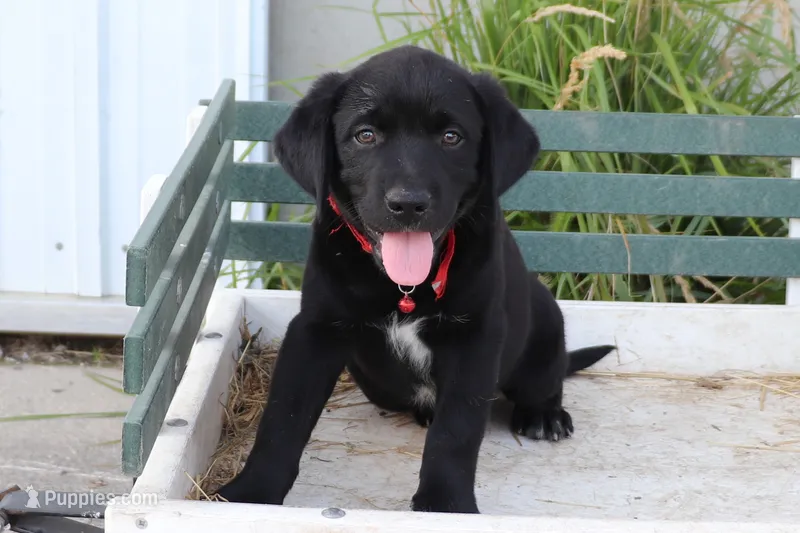 Red – German Shepherd Dog, Labrador Retriever puppy for sale in Nappanee, IN