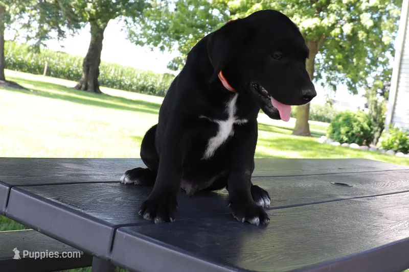 Orange – German Shepherd Dog, Labrador Retriever puppy for sale in Nappanee, IN