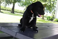 Orange, a male German Shepherd Dog and Labrador Retriever for sale in Nappanee, IN – 1 of 4