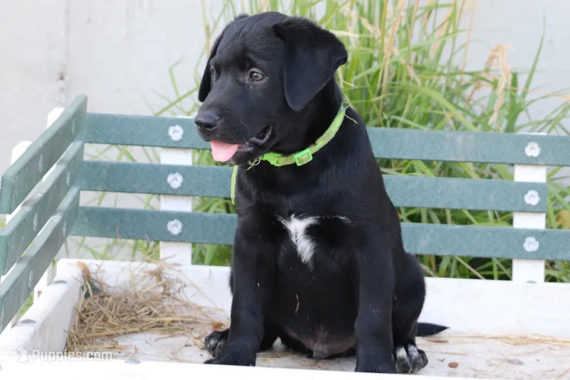 Green – German Shepherd Dog, Labrador Retriever puppy for sale in Nappanee, IN
