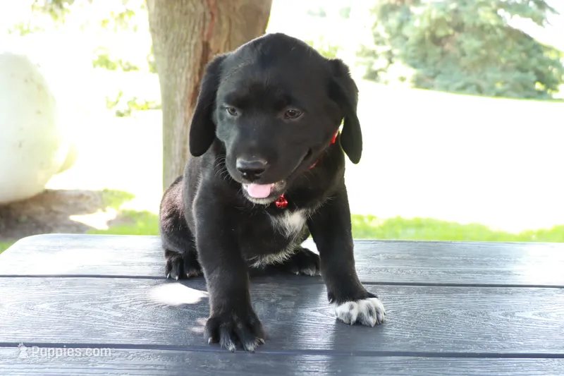 Red – German Shepherd Dog, Labrador Retriever puppy for sale in Nappanee, IN