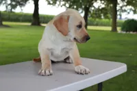 Thomas, a male German Shepherd Dog and Labrador Retriever for sale in Nappanee, IN – 2 of 5