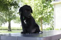 Green, a male German Shepherd Dog and Labrador Retriever for sale in Nappanee, IN – 2 of 4
