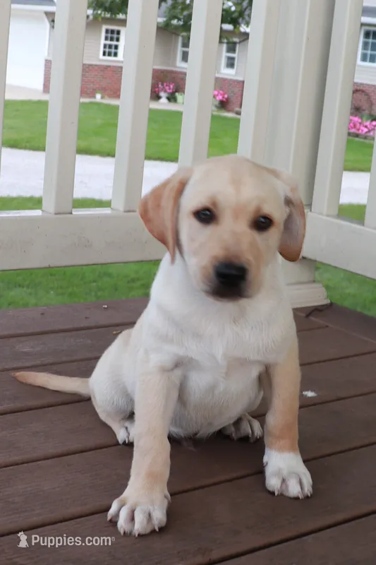 Thomas – German Shepherd Dog, Labrador Retriever puppy for sale in Nappanee, IN