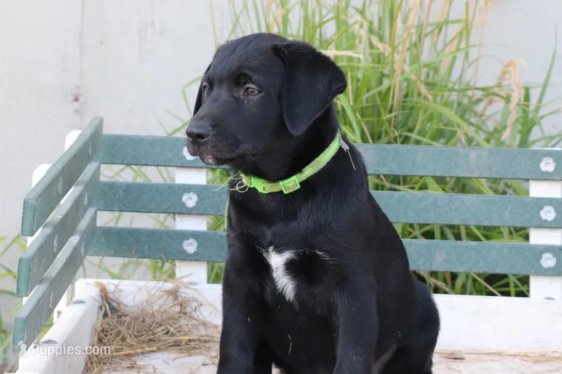 Green – German Shepherd Dog, Labrador Retriever puppy for sale in Nappanee, IN