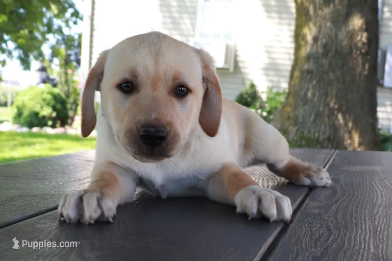 Thomas – German Shepherd Dog, Labrador Retriever puppy for sale in Nappanee, IN