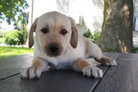 Thomas, a male German Shepherd Dog and Labrador Retriever for sale in Nappanee, IN – 1 of 5