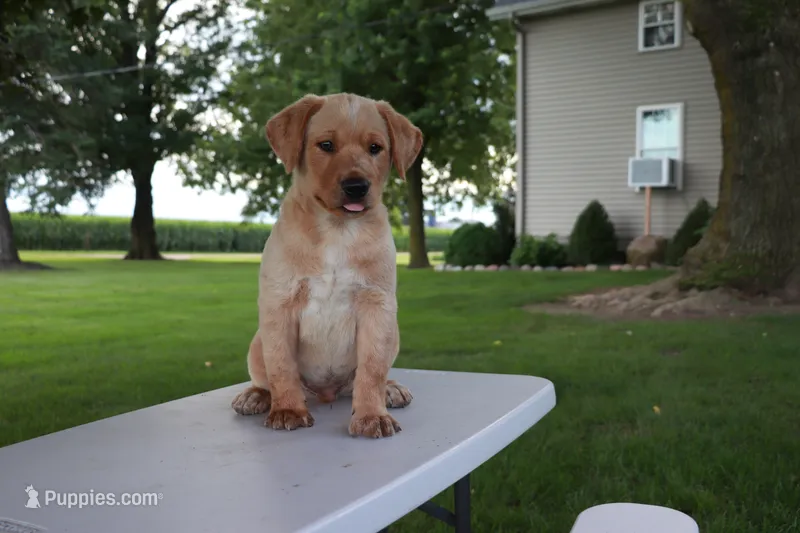 Buster – German Shepherd Dog, Labrador Retriever puppy for sale in Nappanee, IN