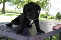 Orange, a male German Shepherd Dog and Labrador Retriever for sale in Nappanee, IN – 2 of 4