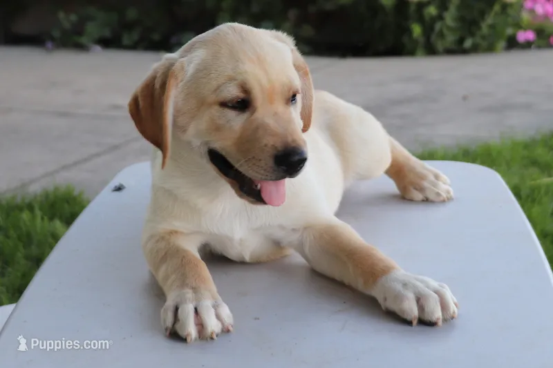 Thomas – German Shepherd Dog, Labrador Retriever puppy for sale in Nappanee, IN