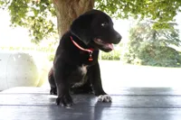Red, a male German Shepherd Dog and Labrador Retriever for sale in Nappanee, IN – 4 of 5