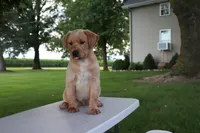 Buster, a male German Shepherd Dog and Labrador Retriever for sale in Nappanee, IN – 2 of 5
