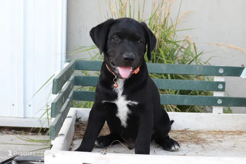 Orange – German Shepherd Dog, Labrador Retriever puppy for sale in Nappanee, IN
