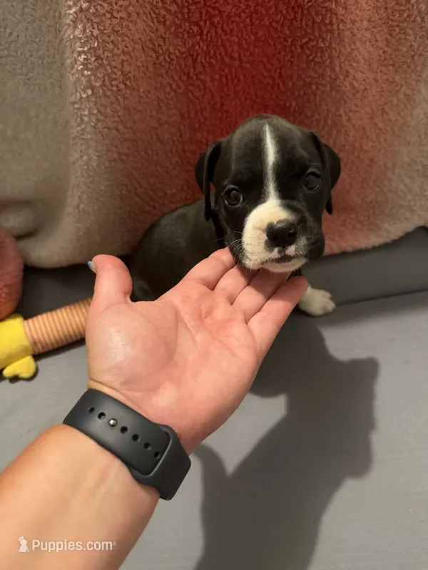 Runt – Boxer puppy for sale in Saint Joseph, TN