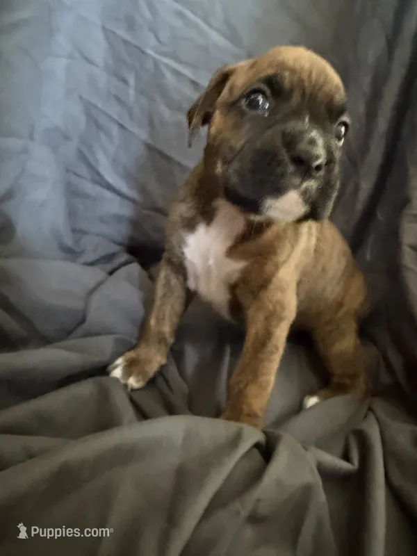 Puppy 8 – Boxer puppy for sale in Saint Joseph, TN
