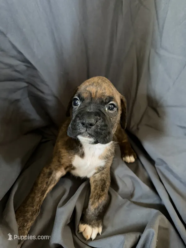 Puppy 6 – Boxer puppy for sale in Saint Joseph, TN