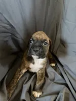 Puppy 6, a male Boxer for sale in Saint Joseph, TN – 1 of 1